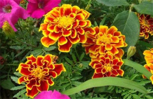 秋天最美植物十大排名(秋天最美植物十大排名图片)插图8