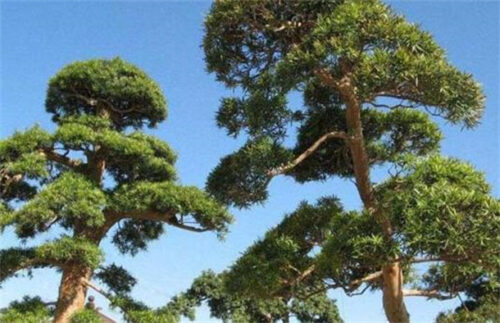 秋天最美植物十大排名(秋天最美植物十大排名图片)插图9