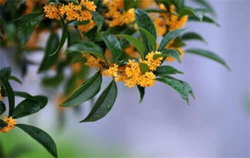 能够飘香十里的十种花卉(十里飘香相对应的植物名称)插图