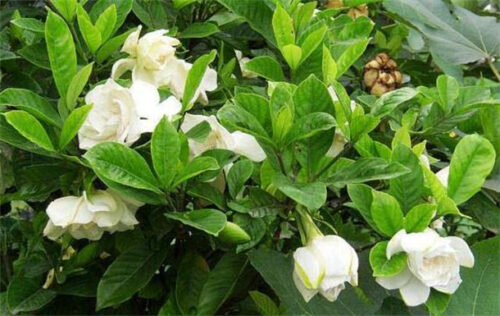 能够飘香十里的十种花卉(十里飘香相对应的植物名称)插图1