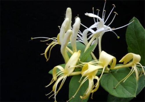 能够飘香十里的十种花卉(十里飘香相对应的植物名称)插图2
