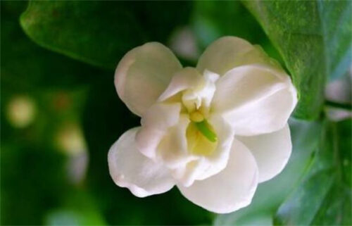 能够飘香十里的十种花卉(十里飘香相对应的植物名称)插图3