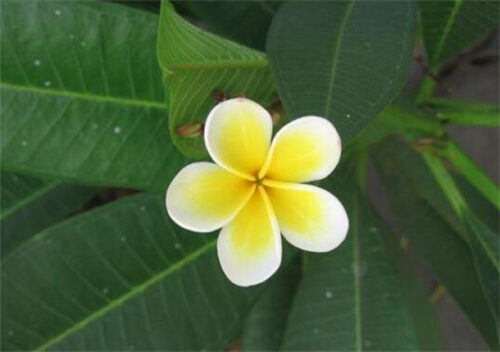 能够飘香十里的十种花卉(十里飘香相对应的植物名称)插图6