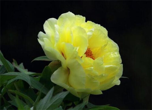 能够飘香十里的十种花卉(十里飘香相对应的植物名称)插图8