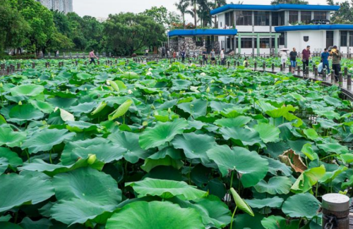 深圳十大城市公园排名(深圳10大公园)插图7