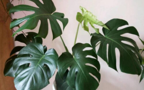 能够净化空气的十大植物排名(十大最佳净化空气的植物)插图2