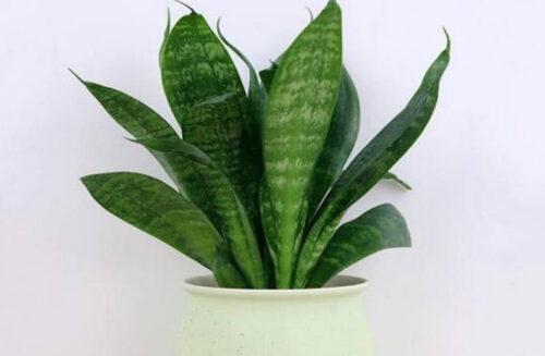 能够净化空气的十大植物排名(十大最佳净化空气的植物)插图4