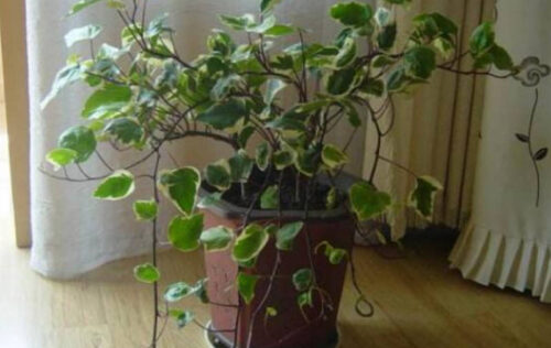 能够净化空气的十大植物排名(十大最佳净化空气的植物)插图6