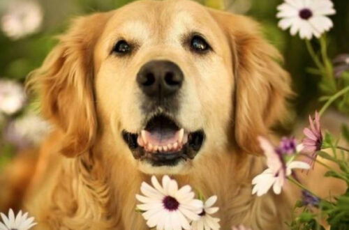 全球十大温顺犬排名(温顺犬排行)插图