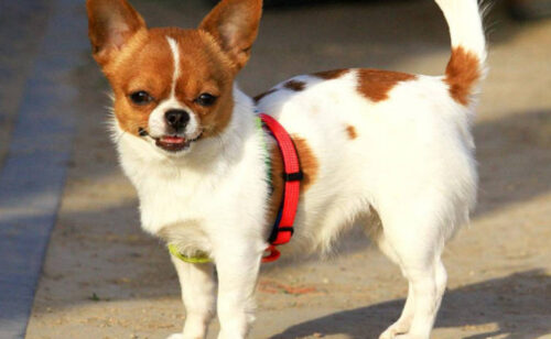 全球十大温顺犬排名(温顺犬排行)插图1