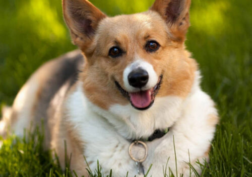 全球十大温顺犬排名(温顺犬排行)插图6