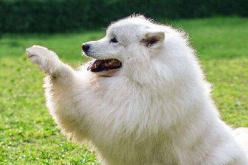 全球十大温顺犬排名(温顺犬排行)插图5