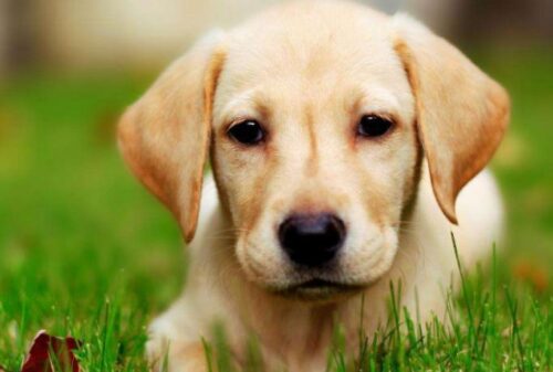 全球人气犬种十大排名榜(犬类人气排名)插图