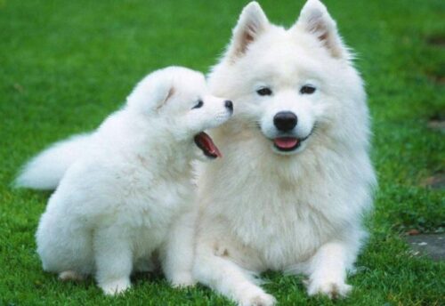 全球人气犬种十大排名榜(犬类人气排名)插图3