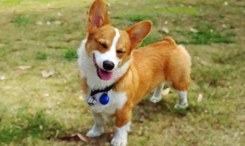 全球人气犬种十大排名榜(犬类人气排名)插图2