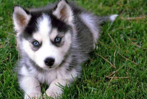 全球人气犬种十大排名榜(犬类人气排名)插图4