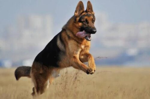 全球人气犬种十大排名榜(犬类人气排名)插图5