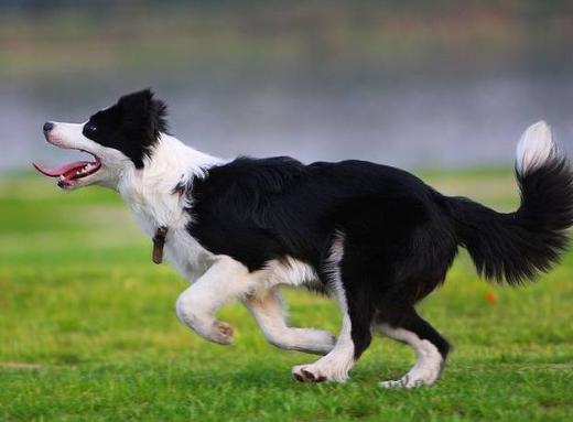 全球人气犬种十大排名榜(犬类人气排名)插图6