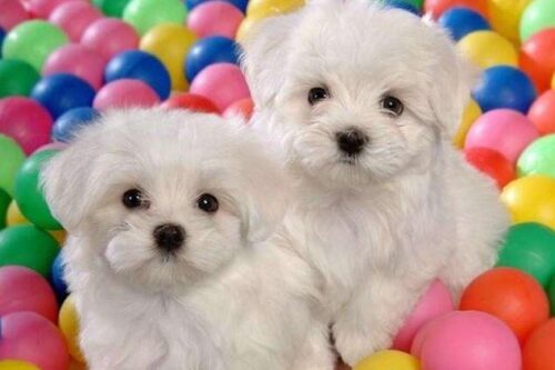 全球人气犬种十大排名榜(犬类人气排名)插图7