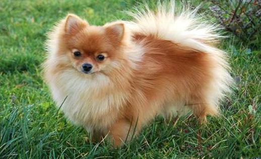 全球人气犬种十大排名榜(犬类人气排名)插图8