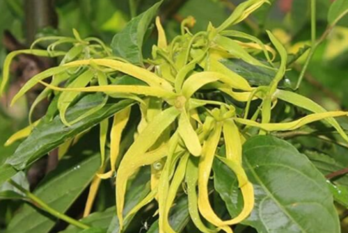 世界最香的植物排名前十(世界十大最香的花排名)插图1