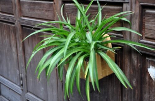 室内种植的十大绿植盆栽(室内种什么盆栽植物最好养活一年四季不死)插图