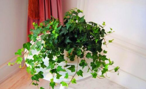 室内种植的十大绿植盆栽(室内种什么盆栽植物最好养活一年四季不死)插图1
