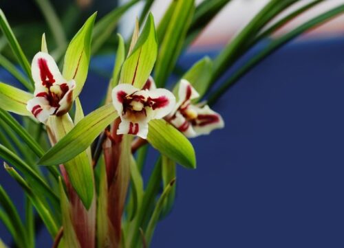 室内种植的十大绿植盆栽(室内种什么盆栽植物最好养活一年四季不死)插图2