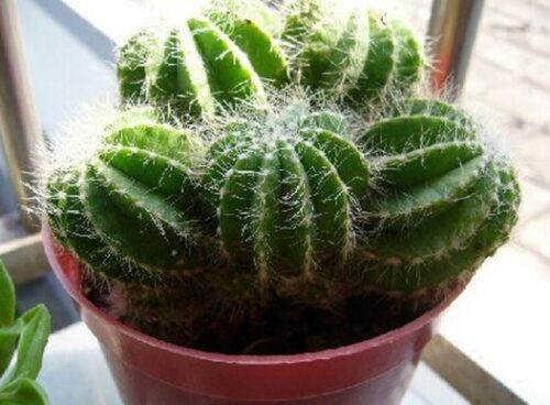 室内种植的十大绿植盆栽(室内种什么盆栽植物最好养活一年四季不死)插图3