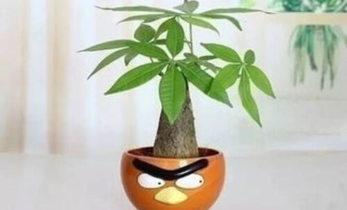 室内种植的十大绿植盆栽(室内种什么盆栽植物最好养活一年四季不死)插图5