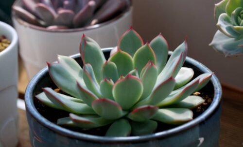 室内种植的十大绿植盆栽(室内种什么盆栽植物最好养活一年四季不死)插图4