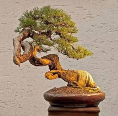 室内种植的十大绿植盆栽(室内种什么盆栽植物最好养活一年四季不死)插图6