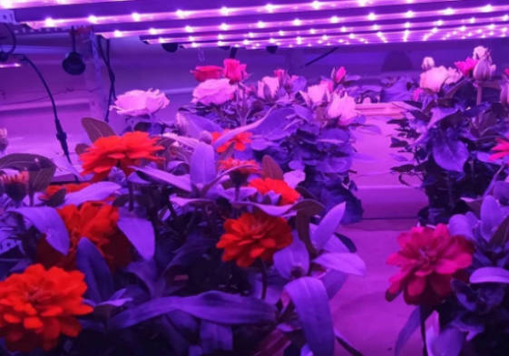 植物生长灯十大品牌(植物生长灯怎么用最合理)插图1
