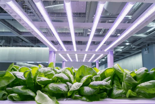 植物生长灯十大品牌(植物生长灯怎么用最合理)插图2