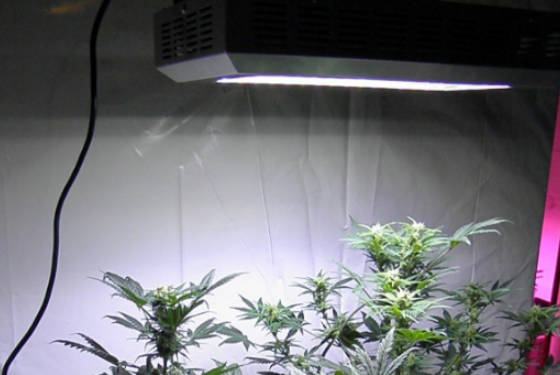植物生长灯十大品牌(植物生长灯怎么用最合理)插图8
