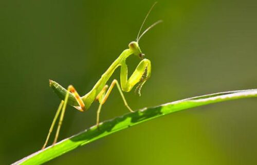 中国十大最毒的毒虫(中国十大毒虫子排行榜)插图3