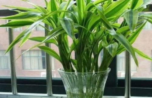 镇宅最吉利的三种花是什么（富贵竹、牡丹、兰花）(镇宅旺财的花)插图