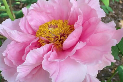 镇宅最吉利的三种花是什么（富贵竹、牡丹、兰花）(镇宅旺财的花)插图2